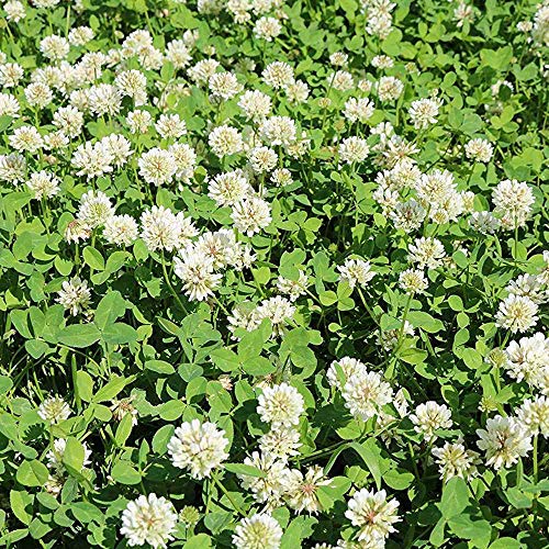 Outsidepride 5 lb. Perennial White Ladino Clover Seed for Pasture, Forage, Food Plots, & Wildlife