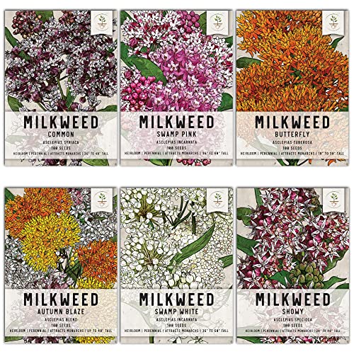Seed Needs, Milkweed Seed Packet Collection to Attract Monarch Butterflies (6 Individual Seed Varieties to Plant) Heirloom & Untreated Seeds
