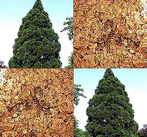 Big Pack - (500) Giant Sequoia, Sequoiadendron giganteum Tree Seeds - aka Bigtree, Sierra Redwood, Wellingtonia, Sierran Redwood - Non-GMO Seeds by MySeeds.Co (Big Pack - Giant Sequoia)