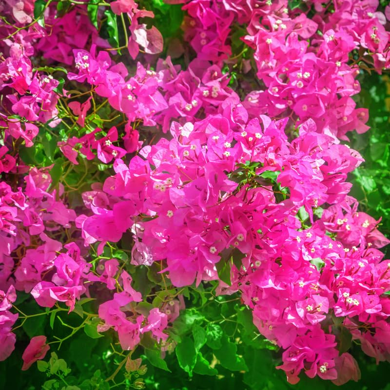 Bougainvillea Plants, 2 Pink Bougainvillea Plants Live, Bougainvillea Vine Plants, Bougainvillea Flower Plants 4 to 7 Inches Tall No Pot for Planting in Garden, Outdoor Flowering Plant