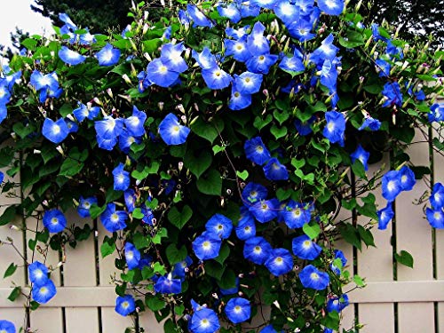 Blue Morning Glory Climbing Vine | 100 Seeds to Plant | Beautiful Flowering Vine