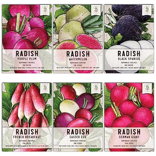 Seed Needs, Multicolor Radish Seed Packet Collection (6 Individual Varieties of Radish Seeds for Planting) Non-GMO & Untreated