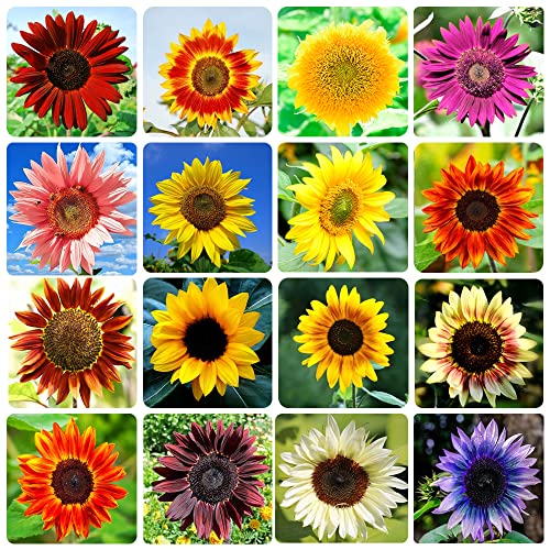 1000+ Sunflower Seeds for Planting Heirloom Non-GMO, Bulk Package of 15 Varieties Mix Seeds, Individually Packaged, Attracts Pollinators (Helianthus annuus)