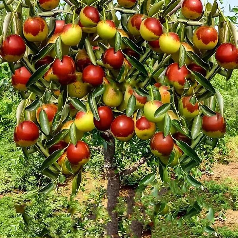 Nourishing Jujube Tree Seedlings 15-17 inch Height Exquisite Potted Plants for Garden, Yard, and Vibrant Indoor Décor