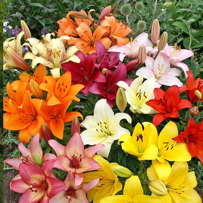 Asiatic Lilies Mix (10 Pack of Bulbs) - Freshly Dug Perennial Lily Flower Bulbs