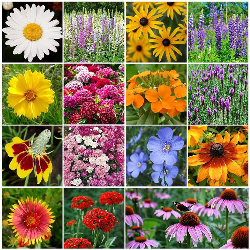 Eden Brothers All Perennial Wildflower Mixed Seeds for Planting, 1 lb, 480,000+ Seeds with Lupine, Shasta Daisy | Attracts Pollinators, Plant in Spring or Fall, Zones 3, 4, 5, 6, 7, 8, 9, 10