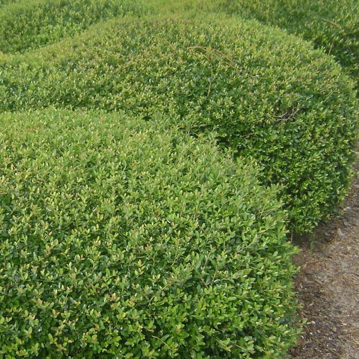 Dwarf Yaupon Schilling Holly | 1 Extra Large 3 Gallon Plant | Ilex vomitoria 'Schillings' | Vibrant Evergreen Shrub | Perfect for Landscaping